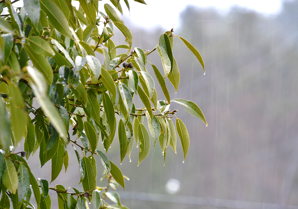 雨の様子